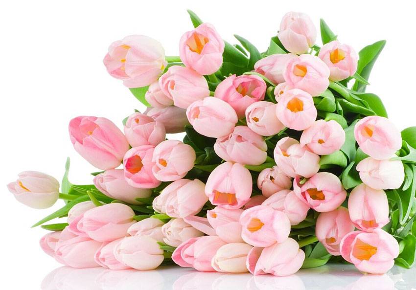 Коллектив Научной библиотеки имени Н.Н. Страхова НИУ «БелГУ» поздравляет с юбилеем Морозову Анну Григорьевну!